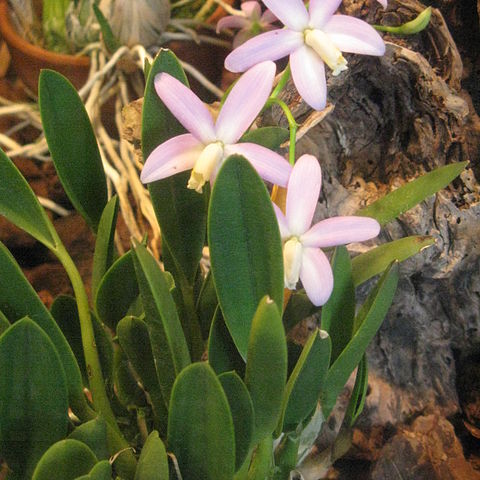 Cattleya longipes unspecified picture