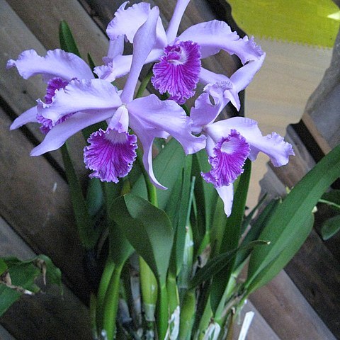 Cattleya lobata unspecified picture