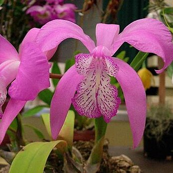 Laelia speciosa unspecified picture