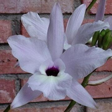 Laelia rubescens unspecified picture