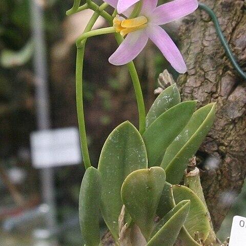 Cattleya reginae unspecified picture