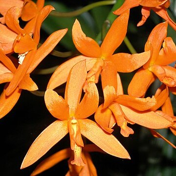 Cattleya cinnabarina unspecified picture