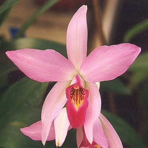 Laelia unspecified picture