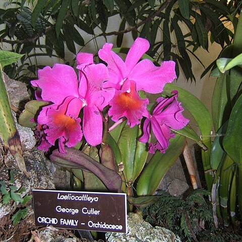 Laeliocattleya unspecified picture