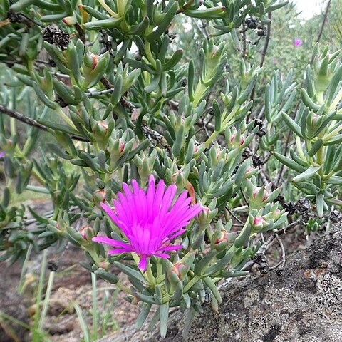 Lampranthus hoerleinianus unspecified picture