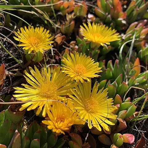 Lampranthus serpens unspecified picture