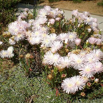 Lampranthus blandus unspecified picture