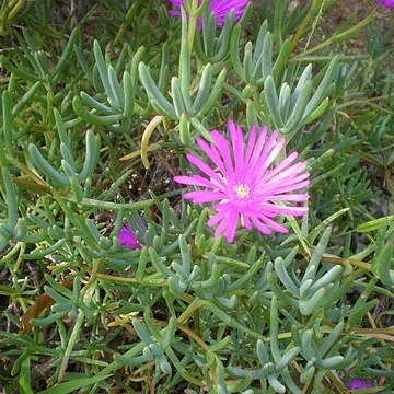 Lampranthus conspicuus unspecified picture