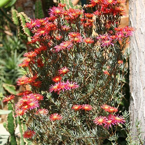 Lampranthus brownii unspecified picture