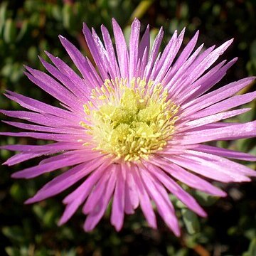 Lampranthus falcatus unspecified picture