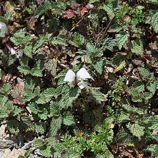 Lamium tomentosum unspecified picture