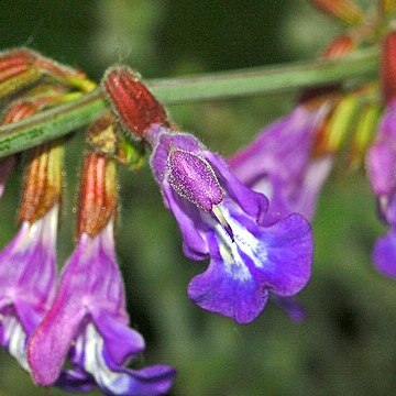 Salvia ringens unspecified picture