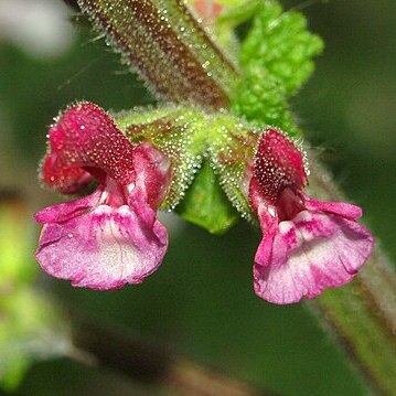 Salvia viscosa unspecified picture