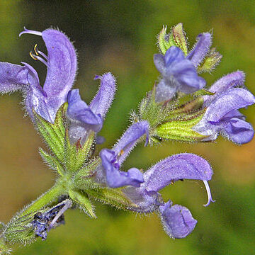 Salvia virgata unspecified picture