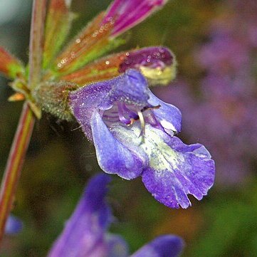 Salvia interrupta unspecified picture