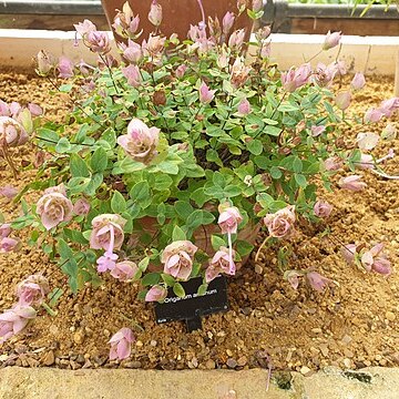 Origanum amanum unspecified picture