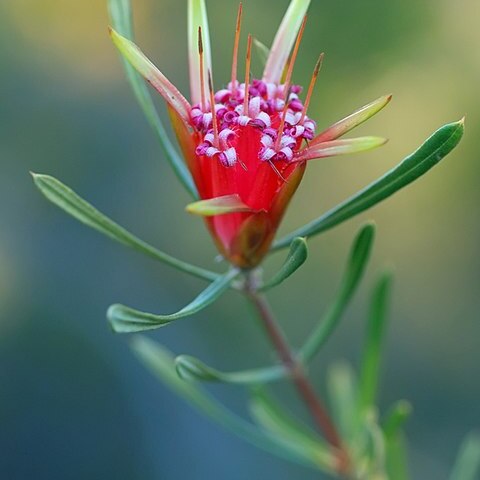 Lambertia formosa unspecified picture