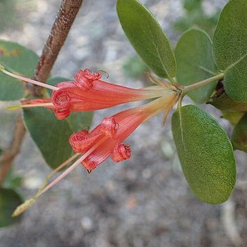 Lambertia orbifolia unspecified picture