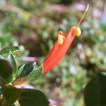 Lambertia uniflora unspecified picture