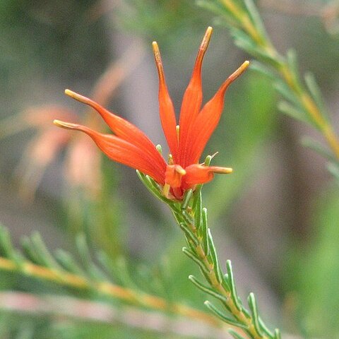 Lambertia ericifolia unspecified picture