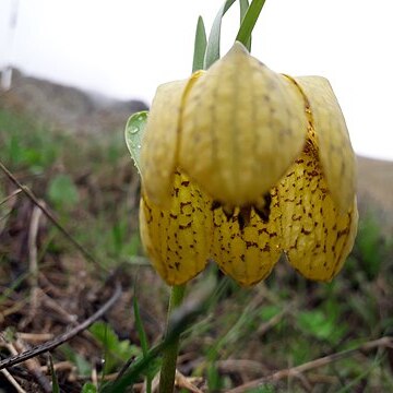 Fritillaria collina unspecified picture