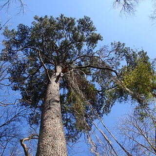 Pinus glabra unspecified picture