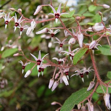 Lasiopetalum floribundum unspecified picture