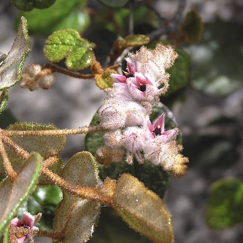 Lasiopetalum oldfieldii unspecified picture