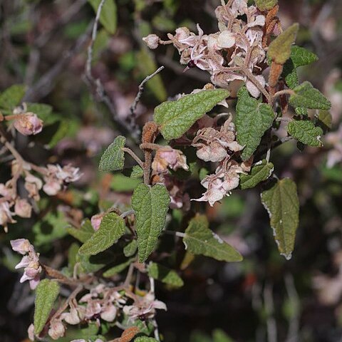 Lasiopetalum molle unspecified picture