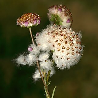 Lasiospermum brachyglossum unspecified picture