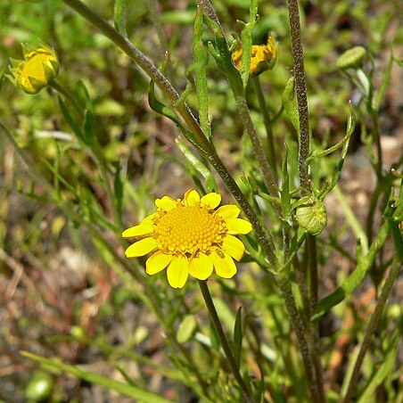 Lasthenia burkei unspecified picture