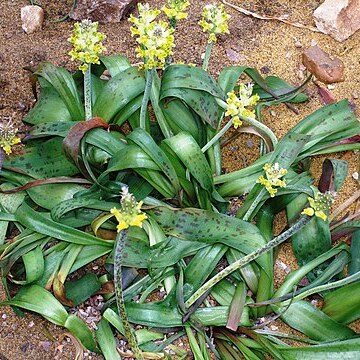 Lachenalia arbuthnotiae unspecified picture