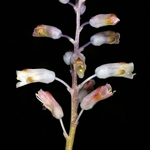 Lachenalia unifolia unspecified picture