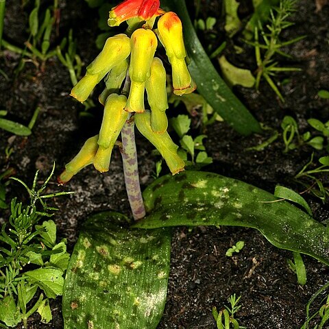 Lachenalia luteola unspecified picture