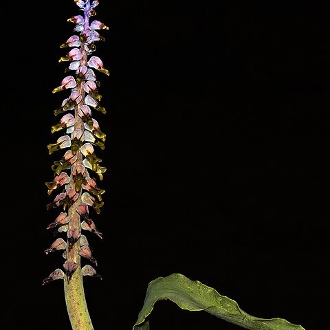 Lachenalia mutabilis unspecified picture