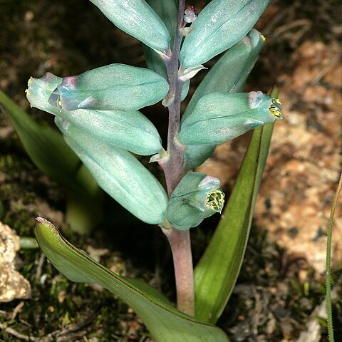 Lachenalia viridiflora unspecified picture