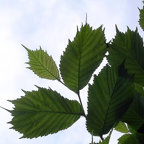 Ulmus laciniata unspecified picture