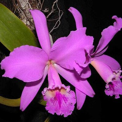 Cattleya labiata unspecified picture