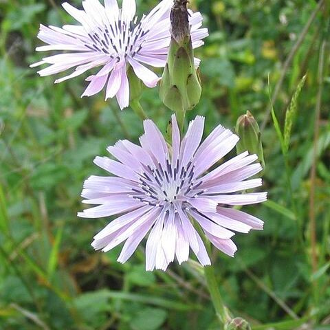 Lactuca unspecified picture