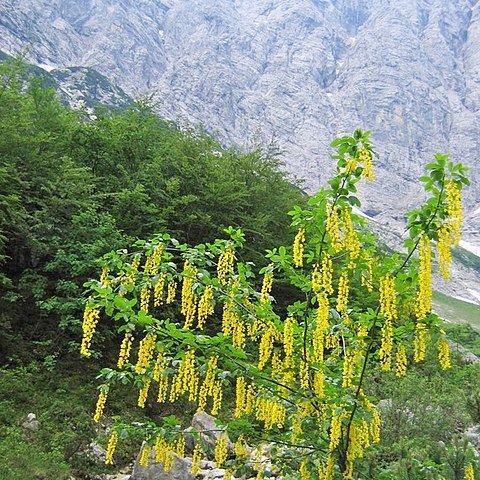 Laburnum unspecified picture