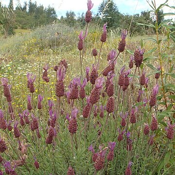 Lavandula pedunculata subsp. cariensis unspecified picture