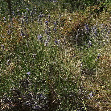 Lavandula intermedia unspecified picture