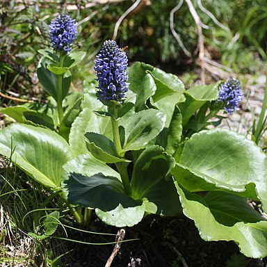 Lagotis glauca unspecified picture