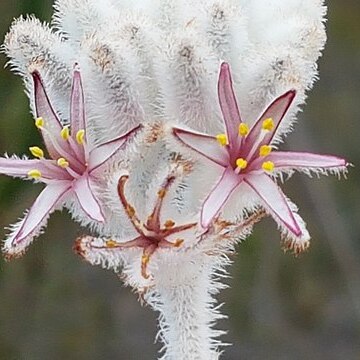 Lanaria lanata unspecified picture