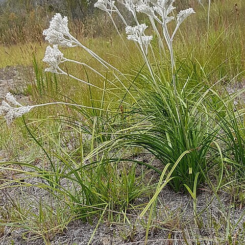 Lanaria lanata unspecified picture