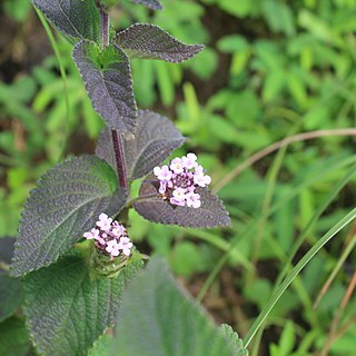 Lantana indica unspecified picture