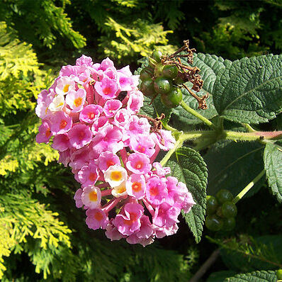 Verbenaceae unspecified picture