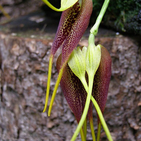 Masdevallia stenorhynchos unspecified picture