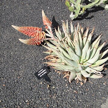 Aloe claviflora unspecified picture