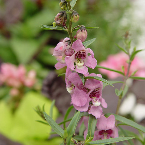 Angelonia unspecified picture